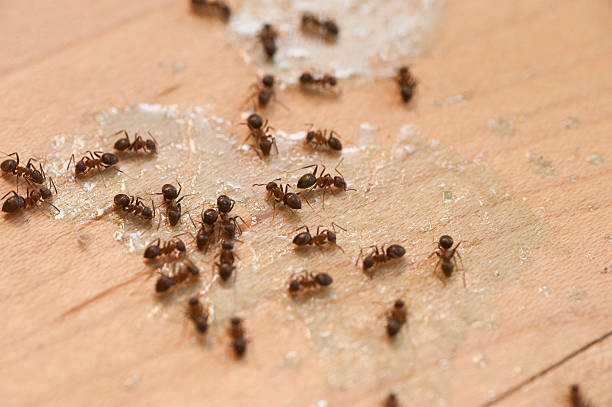 Best Exterminator Services  in New Paris, OH