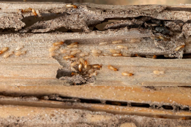 Best Ant Control Services  in New Paris, OH