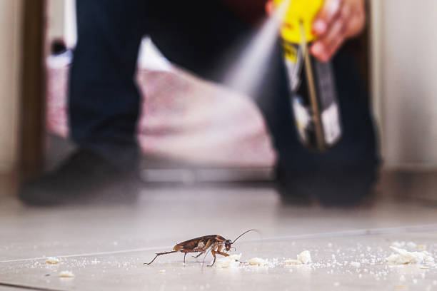 Best Local Pest Control Services  in New Paris, OH